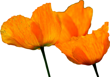 Klatschmohn