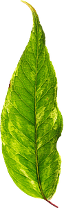 Leaf