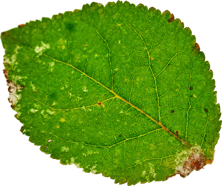 Leaf