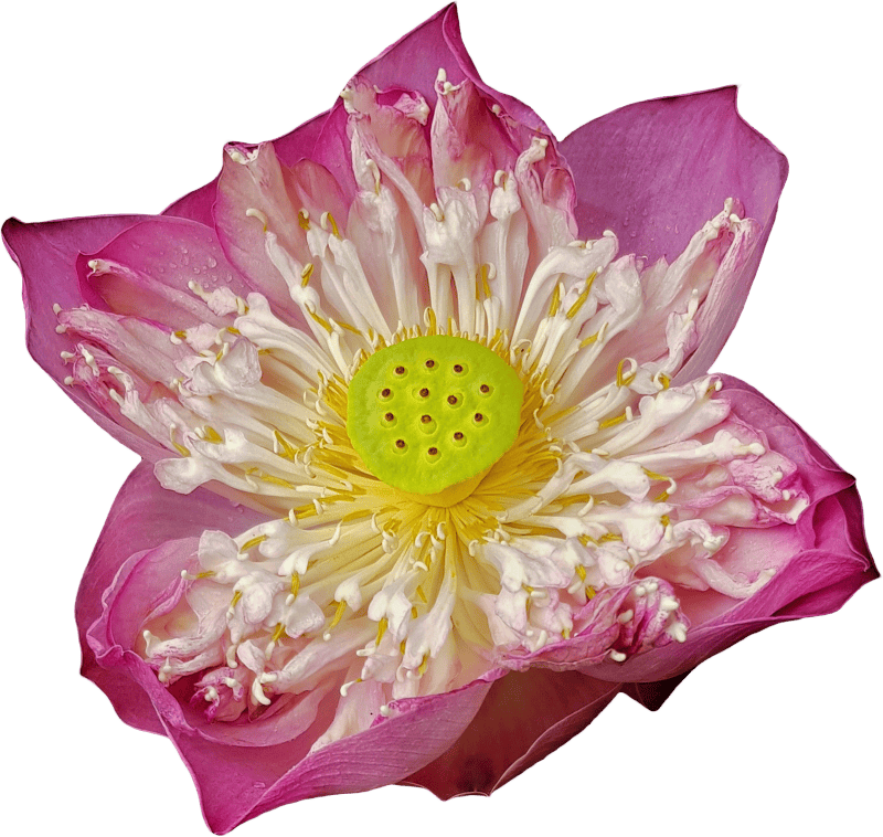 Lotus