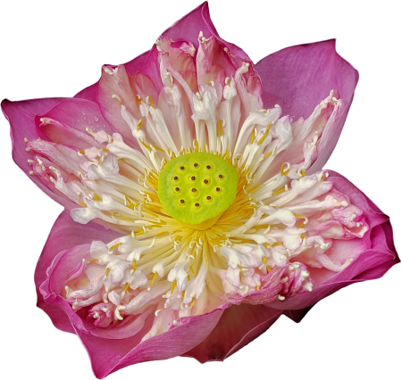 Lotus