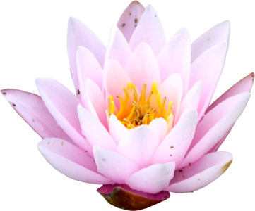 Lotus