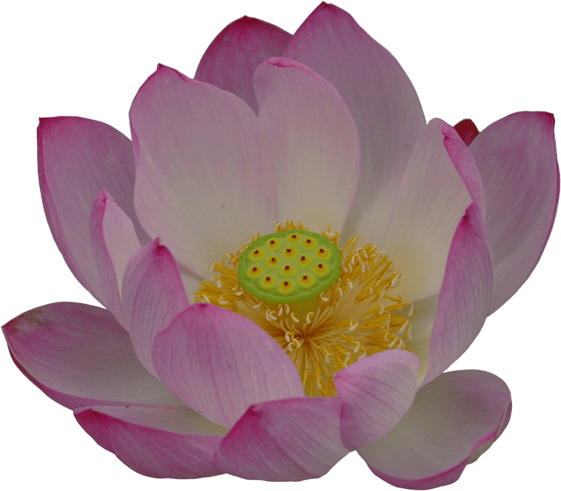 Lotus