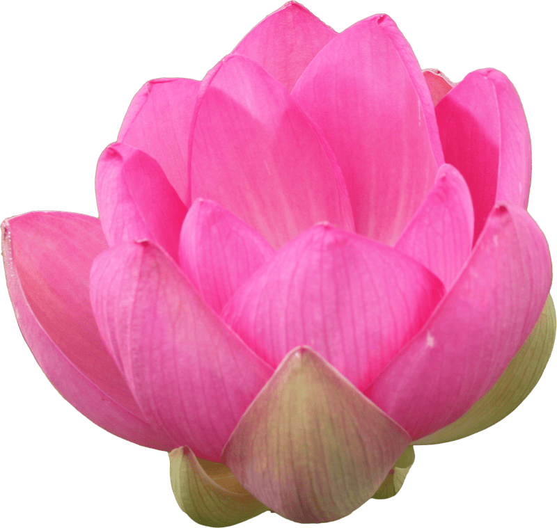 Lotus flower