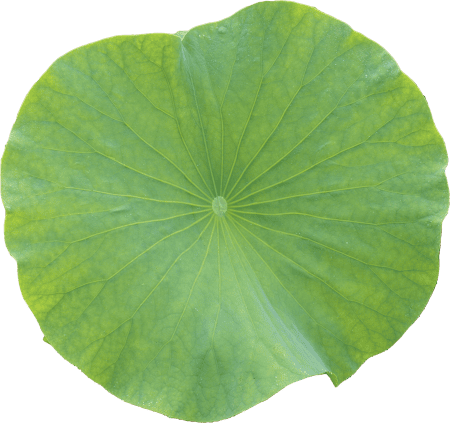 Lotus leaf