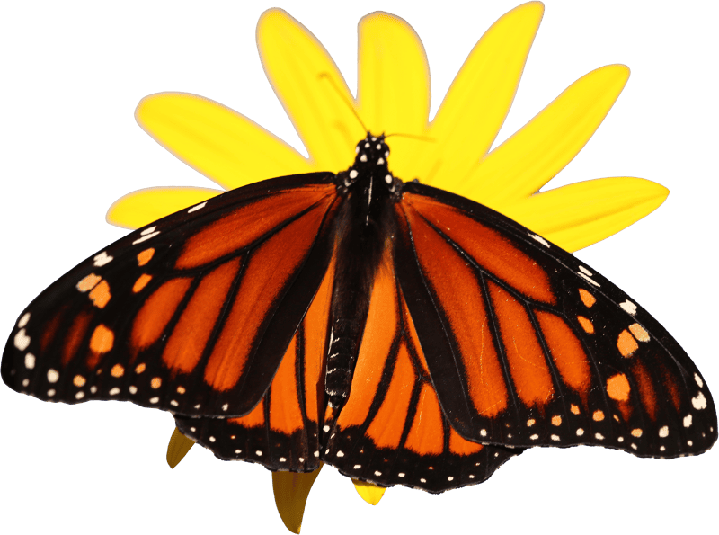 Monarch