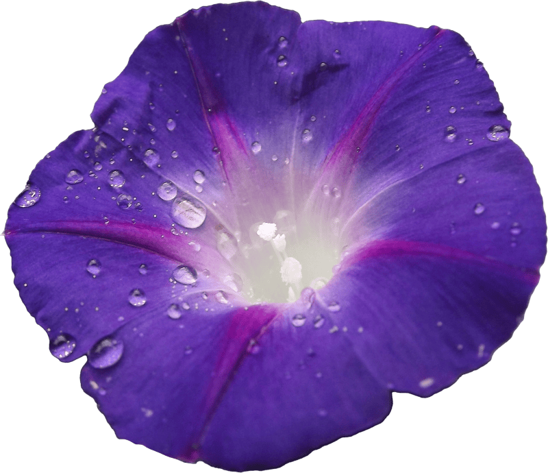 Morning glory