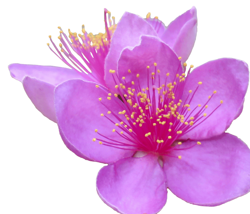 Mountain nim flowers