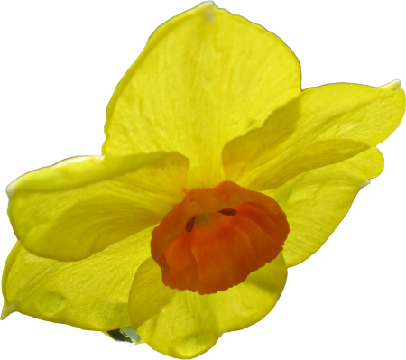 Narcissus