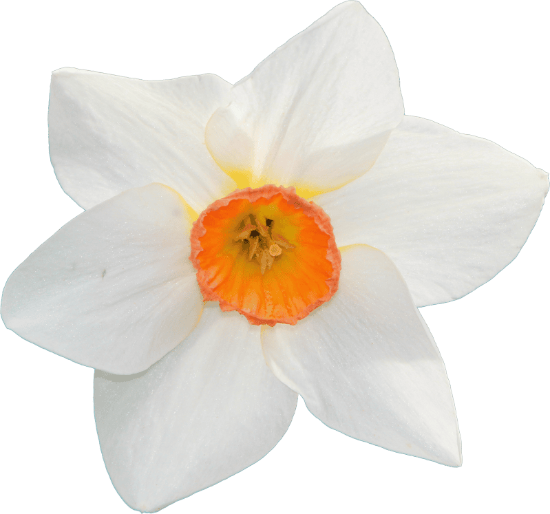 Narcissus