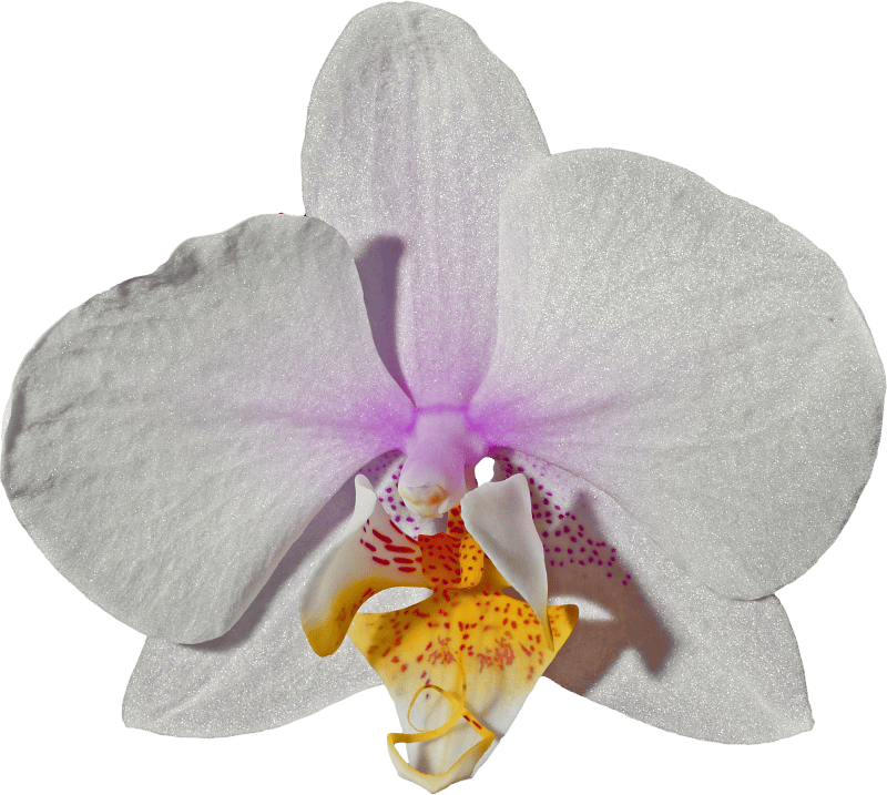Orchid flower