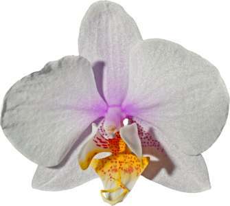 Orchid flower