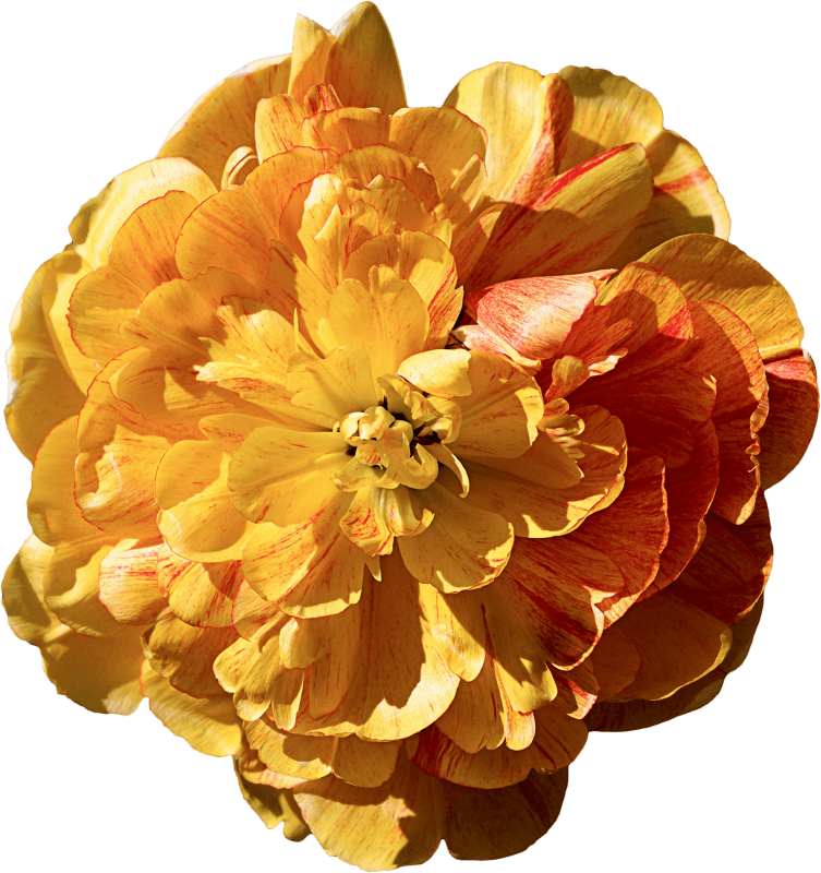 Peony