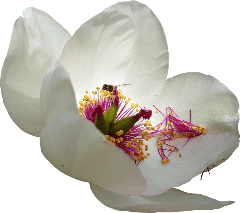 Peony