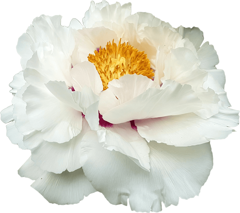 Peony