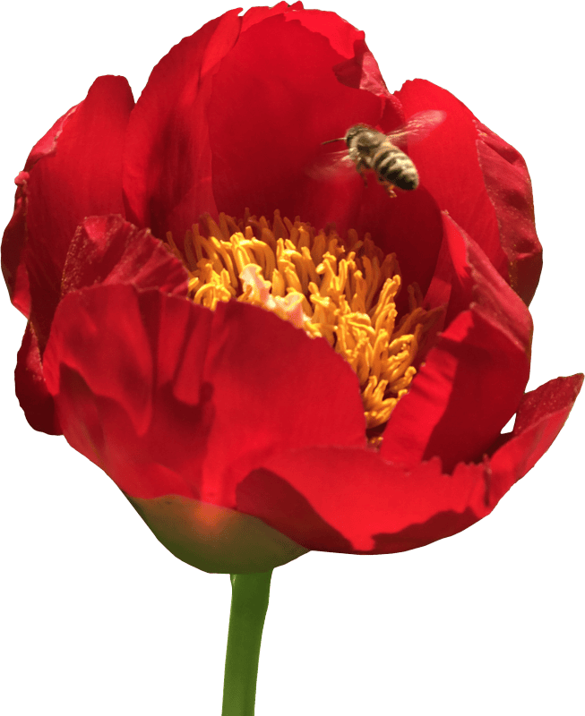 Peony