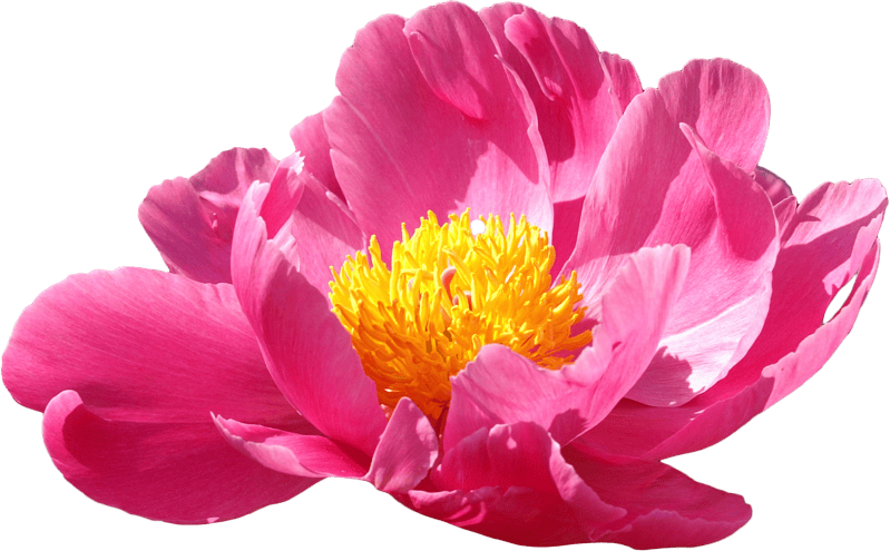Peony