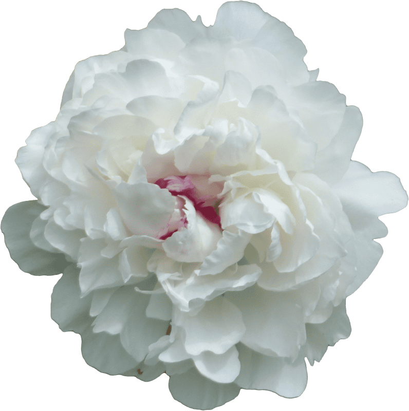 Peony