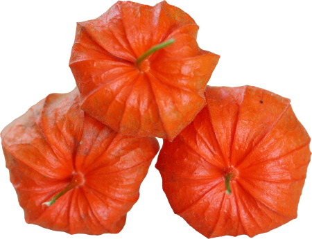 Physalis
