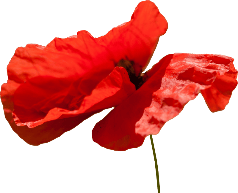 Poppy