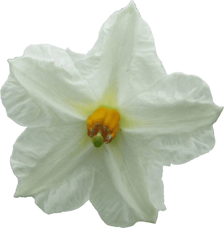 Potato blossom