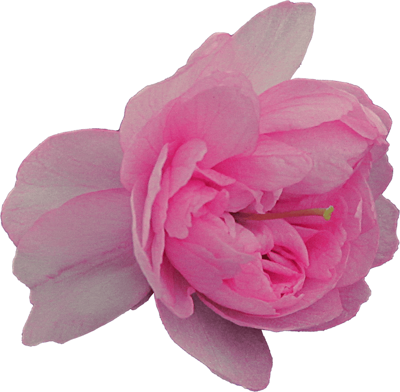 Prunus