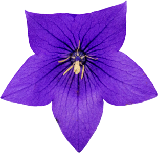 Purple flower