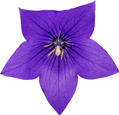 Purple flower