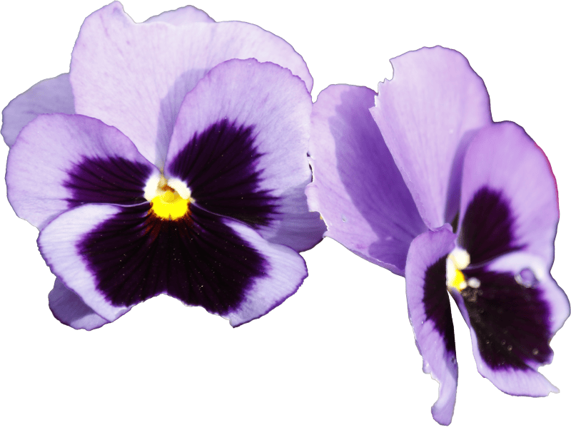 Purple flower
