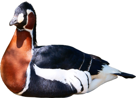 Red breasted goose