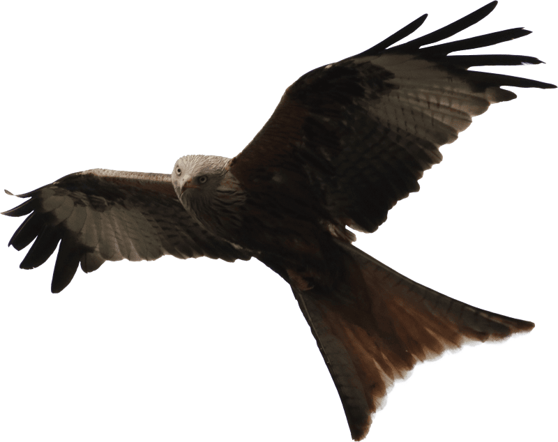 Red kite