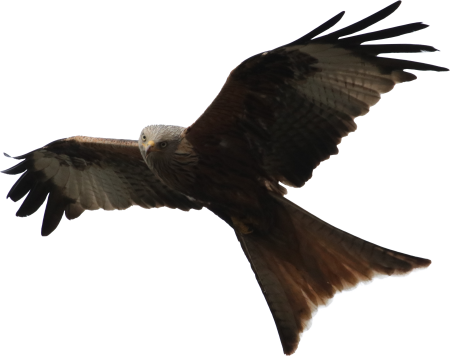 Red kite