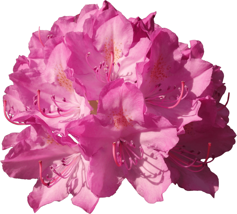Rhododendrons