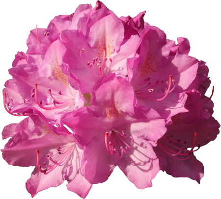 Rhododendrons