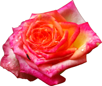 Rosa