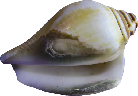 Shellfish