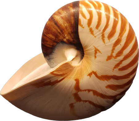 Shellfish