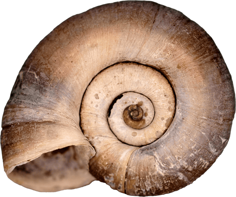 Shellfish