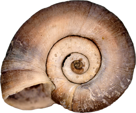 Shellfish