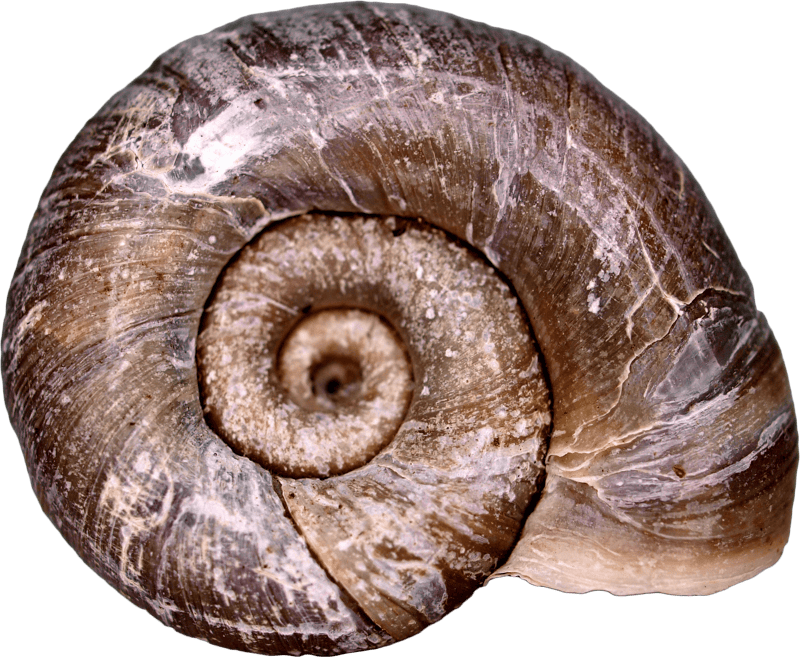 Shellfish