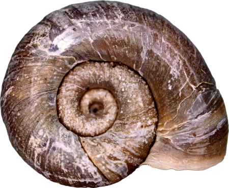 Shellfish