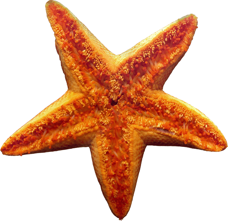Starfish