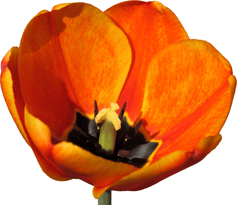 Tulip