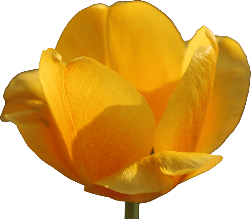 Tulip