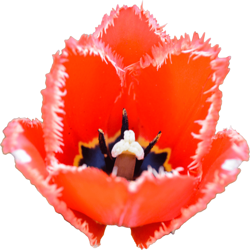 Tulip