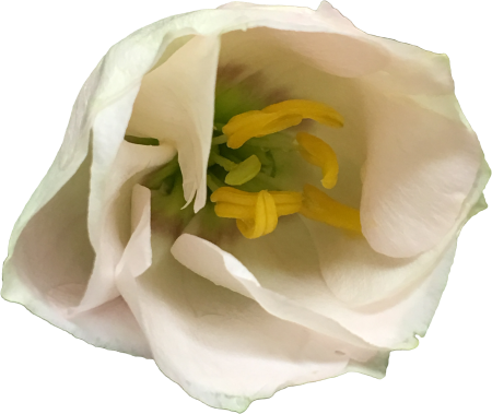 White flower