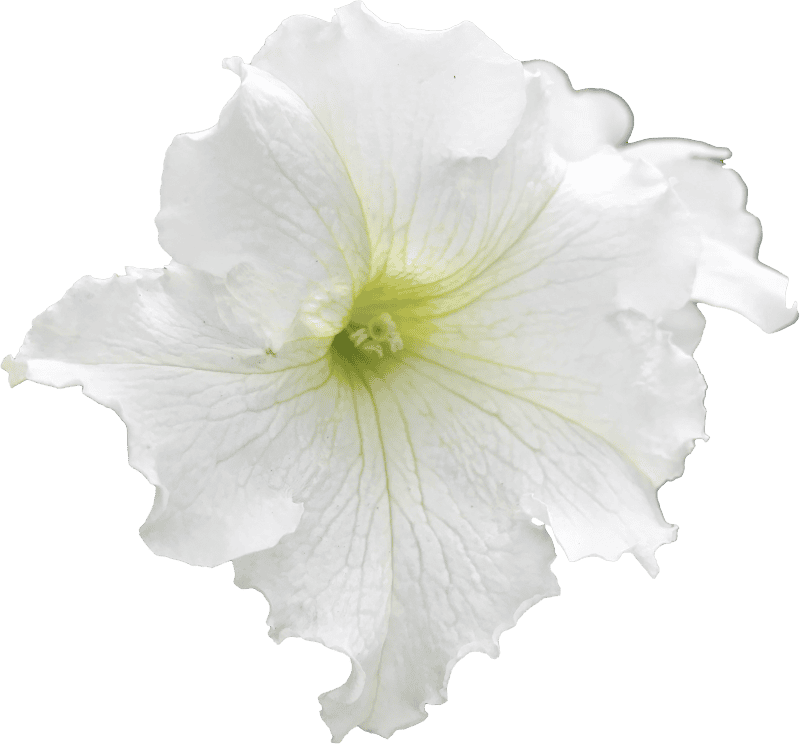 White geraniums flower