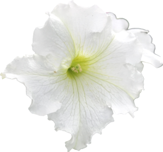 White geraniums flower