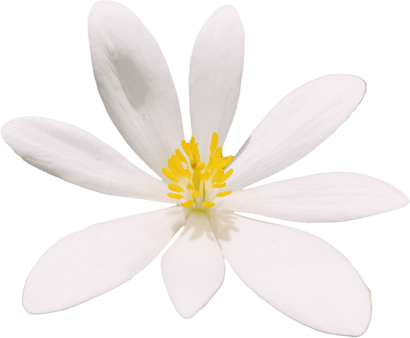 Wildflower