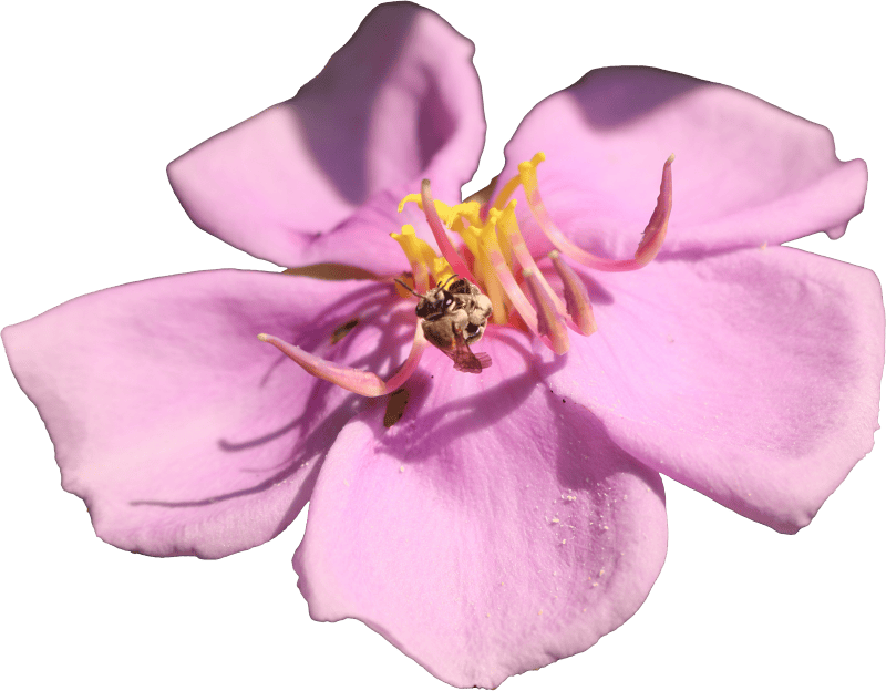 Wildflowers